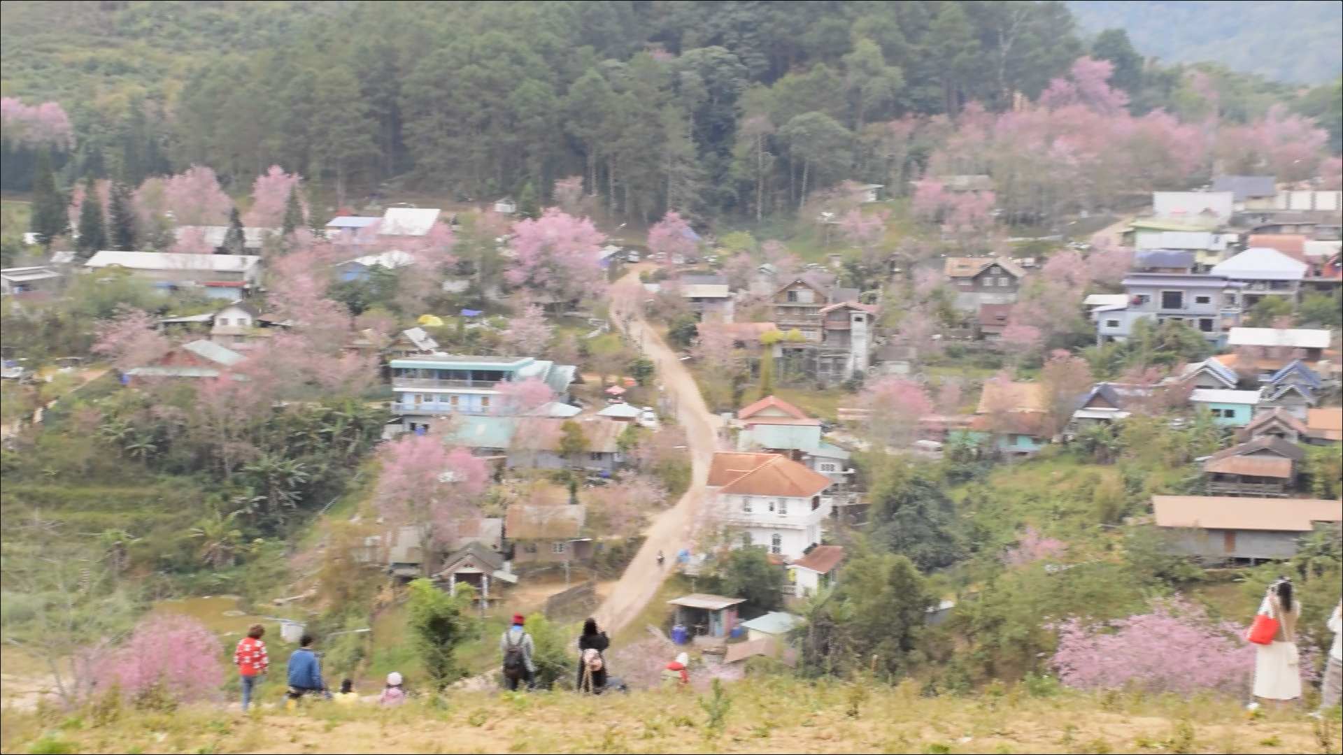 เปิดภาพ ซากุระเมืองไทย บ้านใหม่ร่องกล้า - ภูลมโล