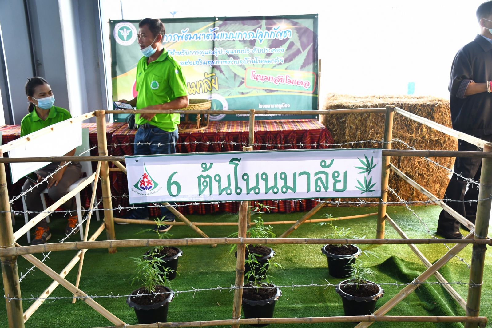 สธ.ปลดล็อกปลูกกัญชาบ้านละ 6 ต้น ห้ามใช้เสพ ผิด กม. จัดมหกรรมติวเข้มสร้างอาชีพ