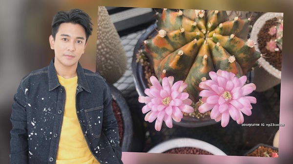  “กัน นภัทร” ขยายพันธุ์ แคคตัส สร้างรายได้ มีแพลนเปิดเป็นคาเฟ่ (มีคลิป) 
