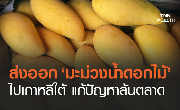 แก้ปัญหา "มะม่วงน้ำดอกไม้" ล้นตลาด พาณิชย์ฯ คัดเกรดพรีเมี่ยมส่งเกาหลีใต้