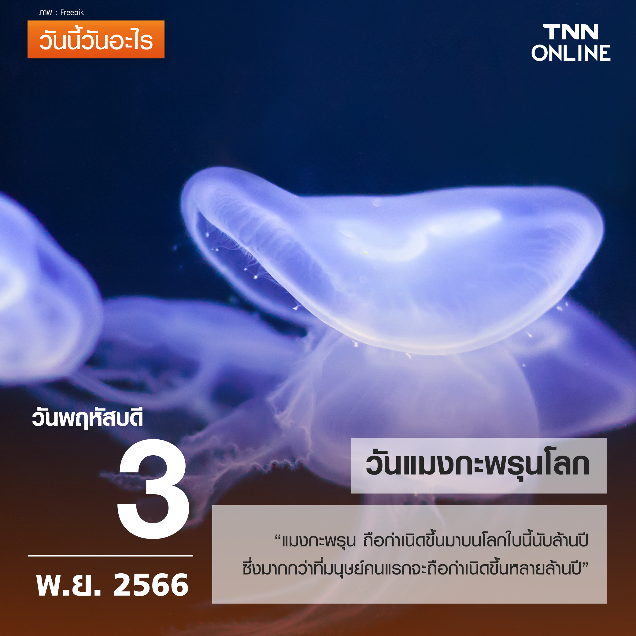 วันนี้วันอะไร 3 พฤศจิกายน ตรงกับ “วันแมงกะพรุนโลก” 