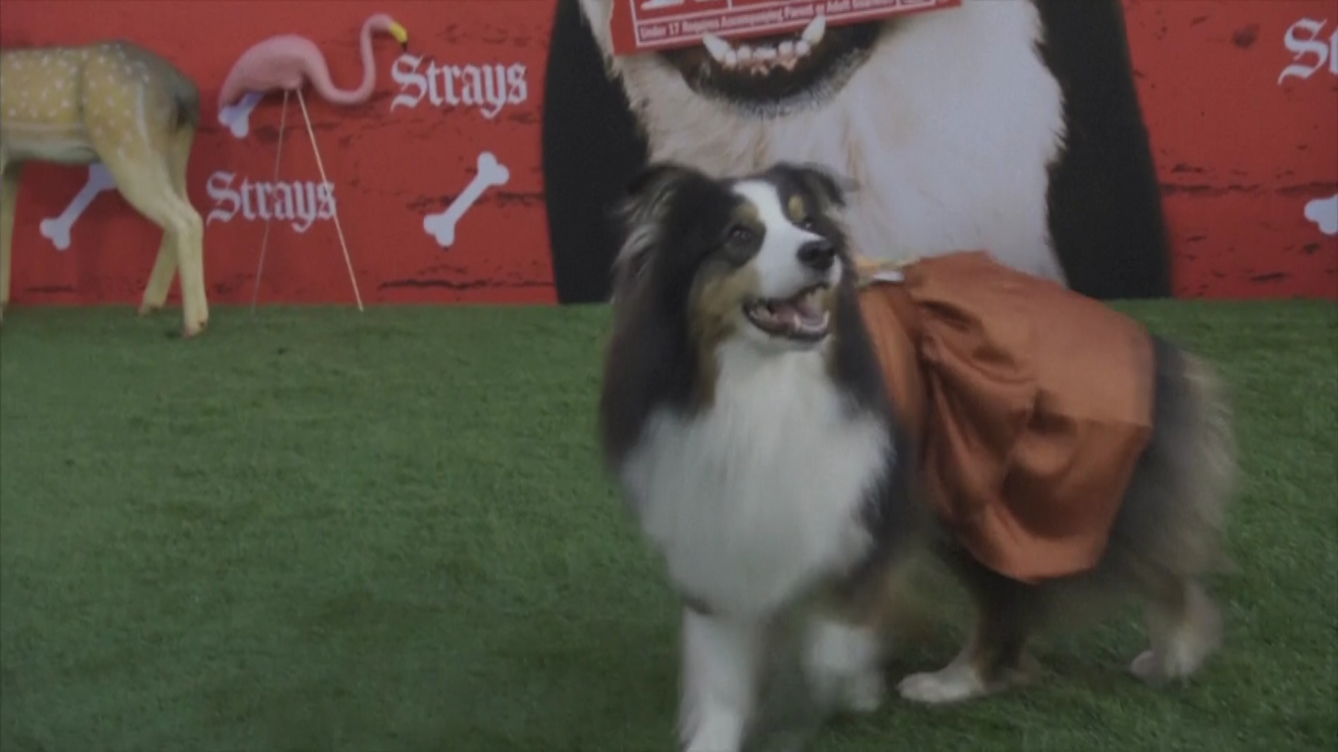 ซุปตาร์ 4 ขา เดินพรมแดงเปิดตัวภาพยนตร์ตลกเรท R “Strays”