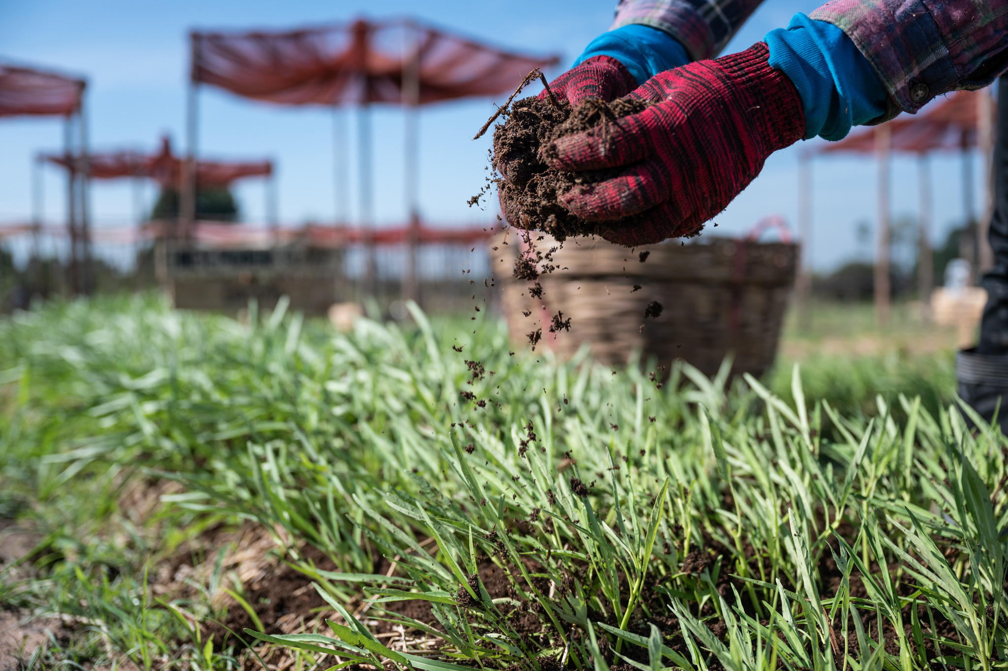เนสเพรสโซจับมือวันเดอร์ฟรุ๊ต จัดกิจกรรม Nespresso x Wonderfruit Rice & Roast: Journey to Sustainable Farming