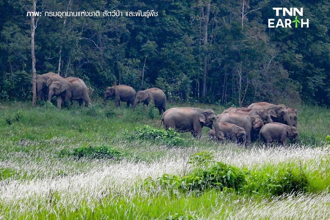 เปิดภาพ “โขลงช้างป่า” เขาใหญ่ รวมตัวหากินตามธรรมชาติ เปิดภาพ “โขลงช้างป่า” เขาใหญ่ รวมตัวหากินตามธรรมชาติ