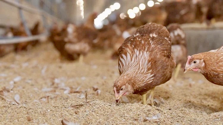 ซีพีเอฟ คัดสรร ไข่ไก่ Cage Free สด สะอาด ปลอดภัย มาตรฐานระดับสากล ซีพีเอฟ คัดสรร ไข่ไก่ Cage Free สด สะอาด ปลอดภัย มาตรฐานระดับสากล