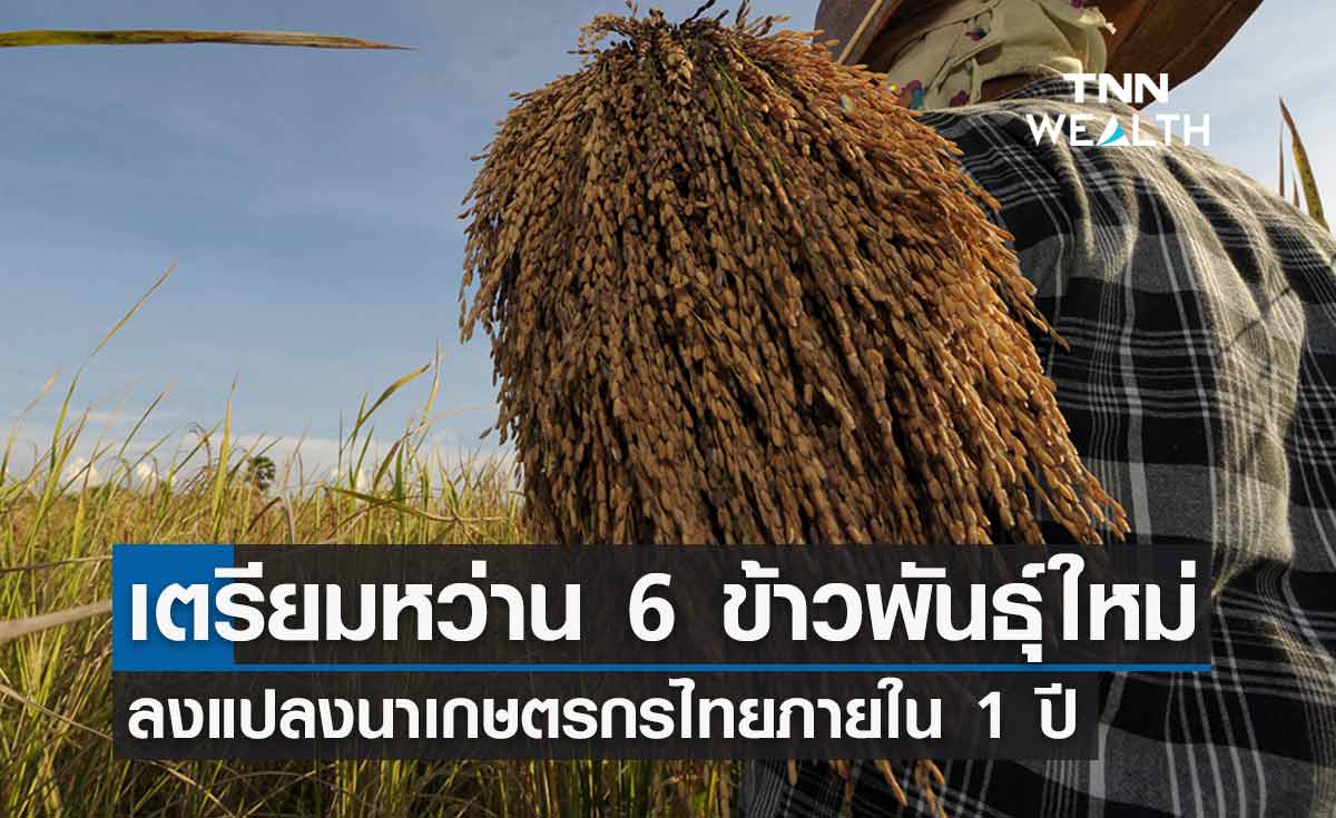  พาณิชย์ดันยุทธศาสตร์ข้าวไทย ปักหมุดข้าวพันธุ์ใหม่ 6 พันธุ์แรกลงแปลงนาใน 1 ปี  