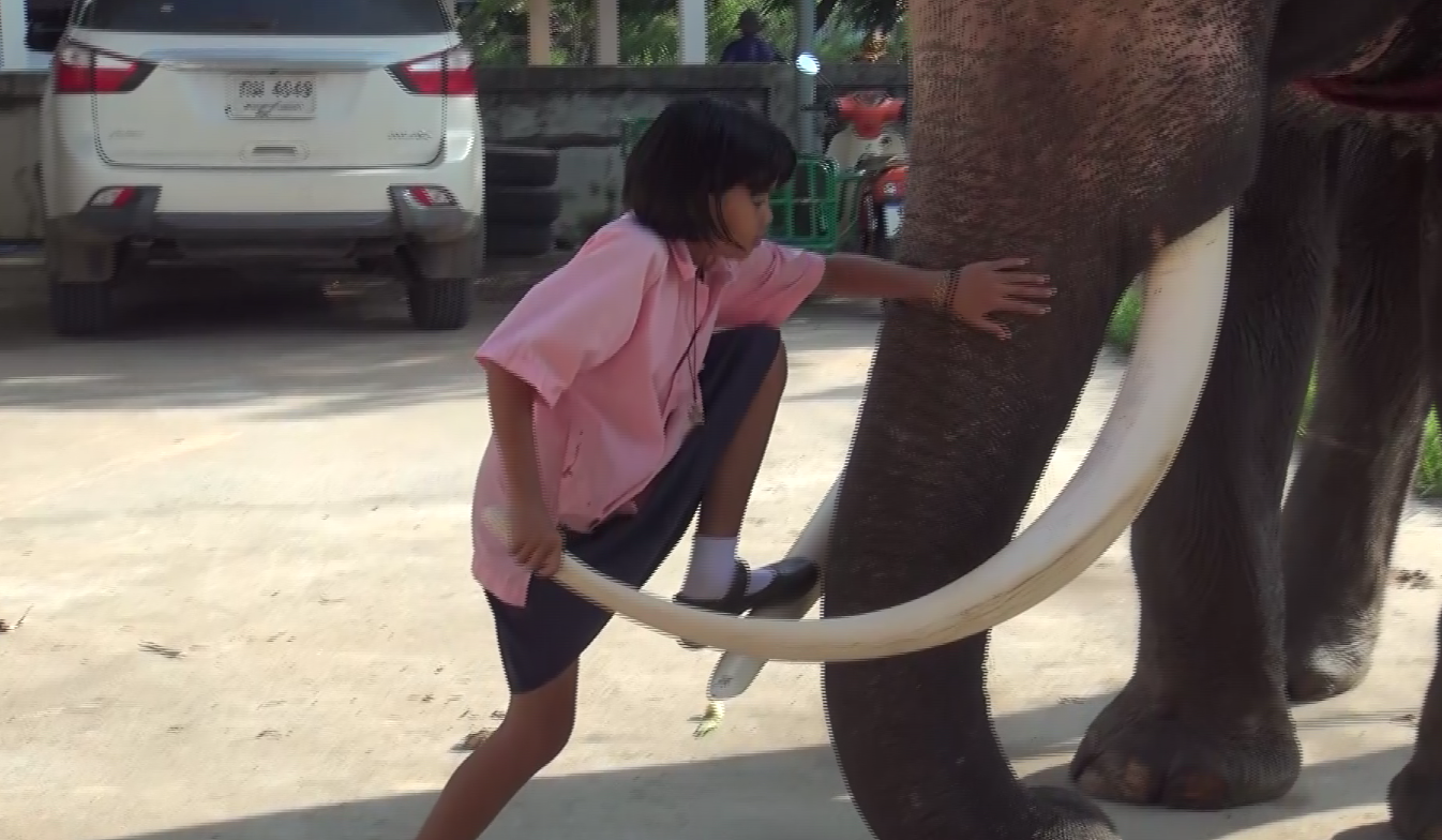 ‘น้องปูเป้’ ขี่ช้างไปเรียนดังไกลต่างแดน สื่อญี่ปุ่นติดต่อขอทำรายการ ‘น้องปูเป้’ ขี่ช้างไปเรียนดังไกลต่างแดน สื่อญี่ปุ่นติดต่อขอทำรายการ