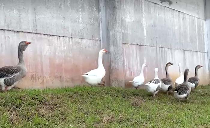 บราซิลผุดไอเดียสุดล้ำใช้ ‘ห่าน’ เฝ้านักโทษแหกเรือนจำ