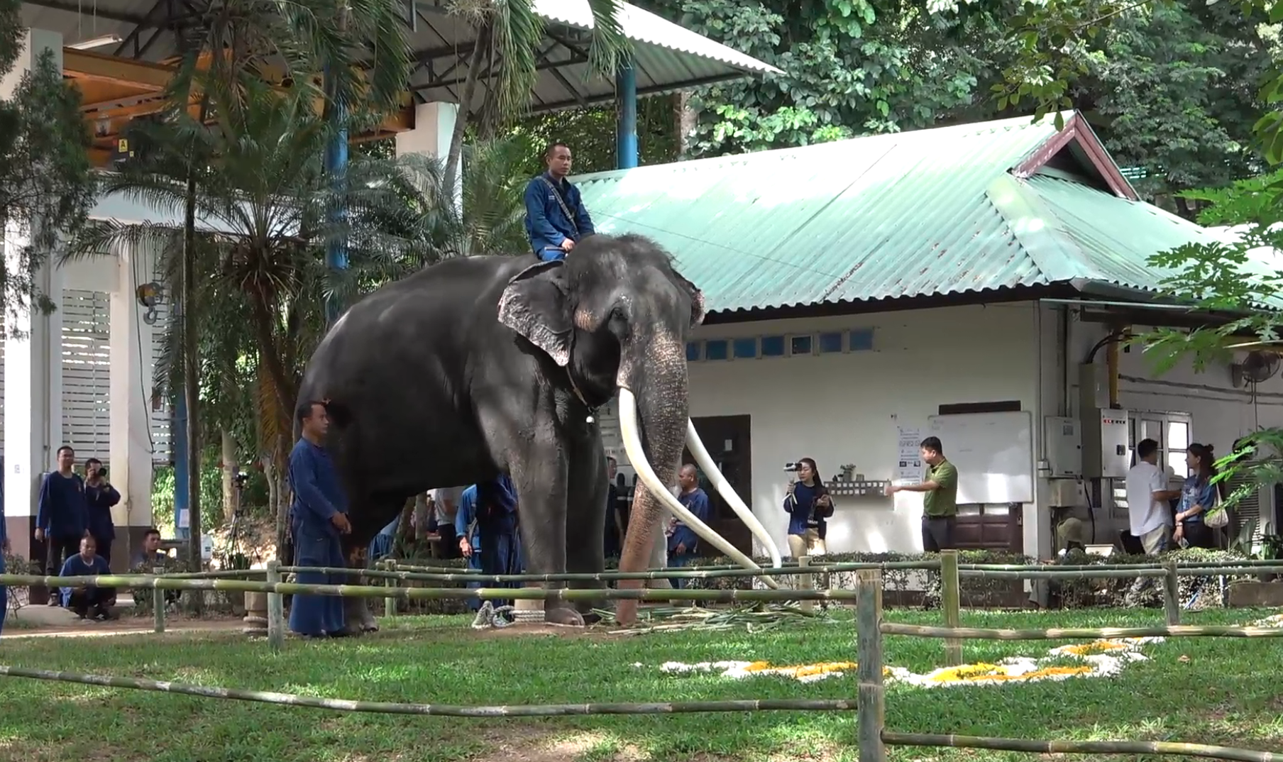 หาดูยาก! เปิดภาพพิธีฮ้องขวัญช้าง เรียกขวัญ “พลายศักดิ์สุรินทร์” กลับไทย หาดูยาก! เปิดภาพพิธีฮ้องขวัญช้าง เรียกขวัญ “พลายศักดิ์สุรินทร์” กลับไทย
