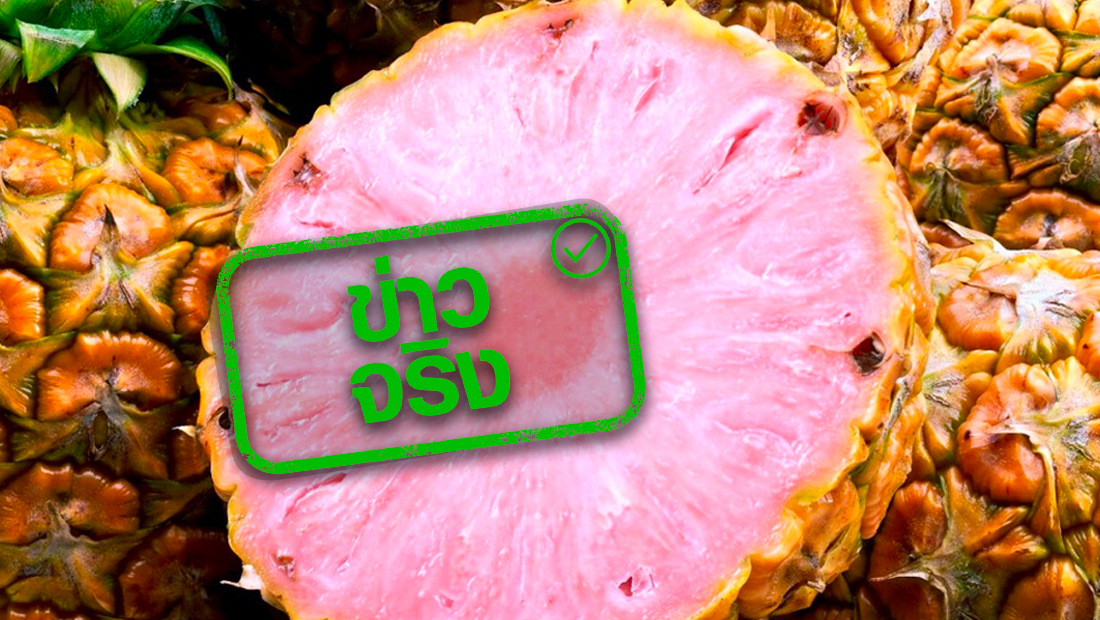 ไขข้อสงสัย! ขายสับปะรดสีชมพูในไทย ผิดกฎหมาย จริงหรือ? ไขข้อสงสัย! ขายสับปะรดสีชมพูในไทย ผิดกฎหมาย จริงหรือ?