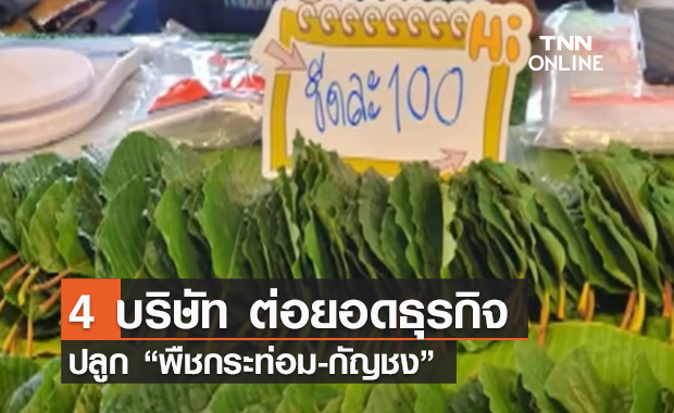 (คลิป) 4 บริษัท ต่อยอดธุรกิจ ปลูก “พืชกระท่อม-กัญชง”
