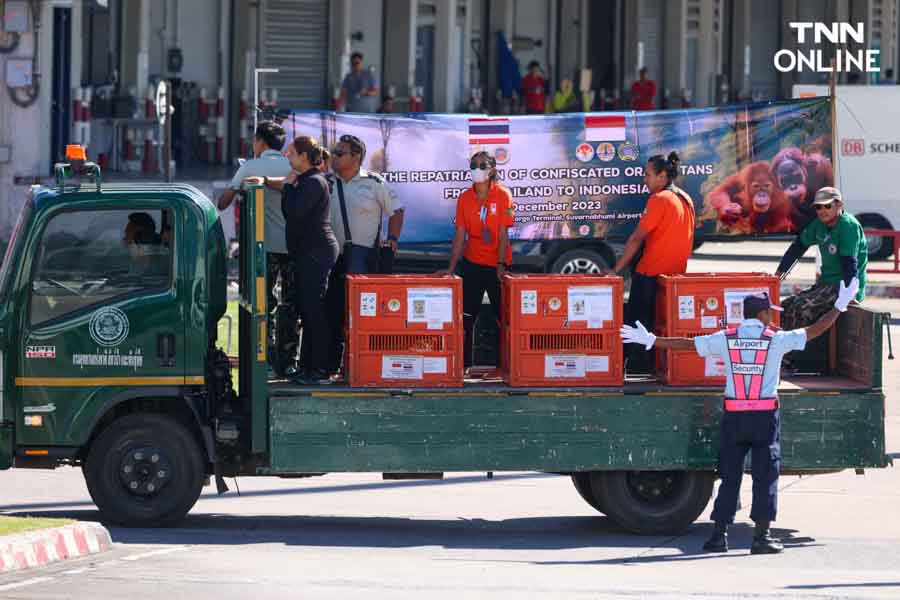 3 อุรังอุตังกลับบ้าน ไทยส่งมอบอุรังอุตังคืนอินโดนีเซีย