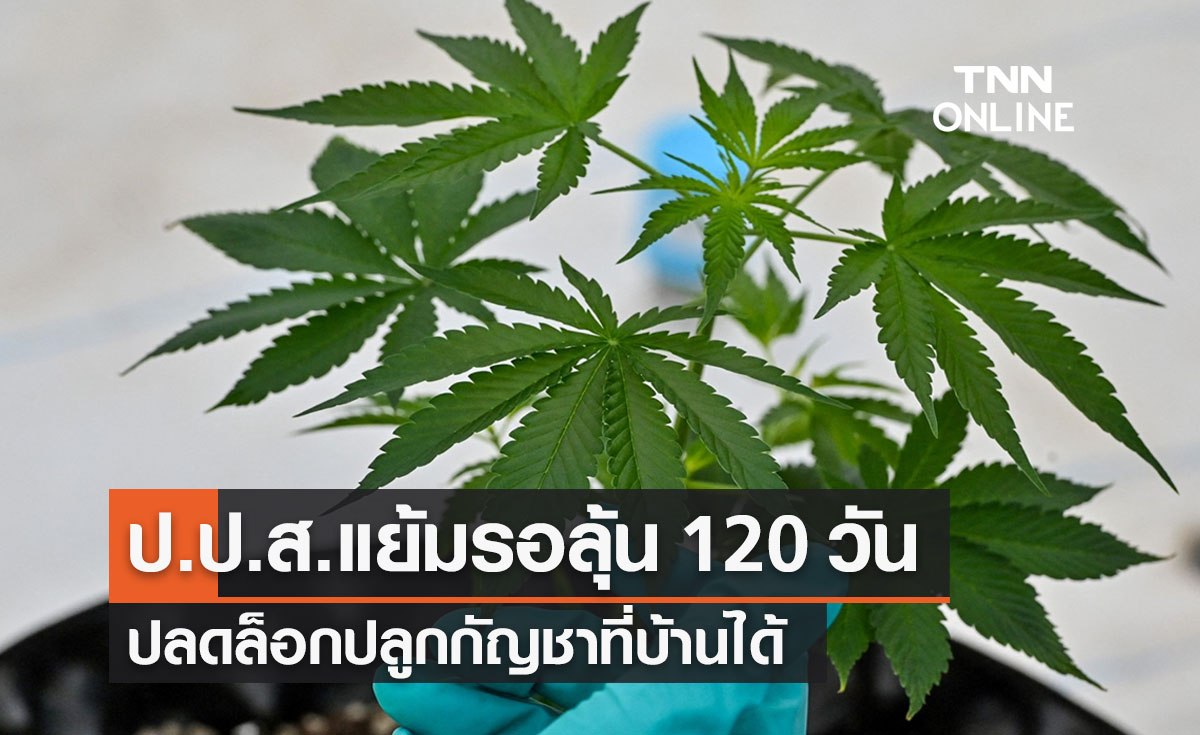 สายเขียวเฮ! รอลุ้น 120 วัน ปลดล็อกปลูกกัญชาที่บ้านได้ 