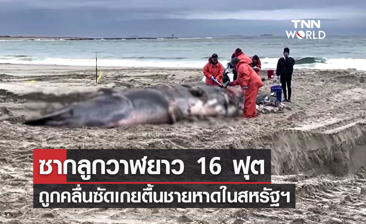 พบซากลูกวาฬยาว 16 ฟุต ถูกคลื่นซัดเกยตื้นชายหาดในสหรัฐฯ