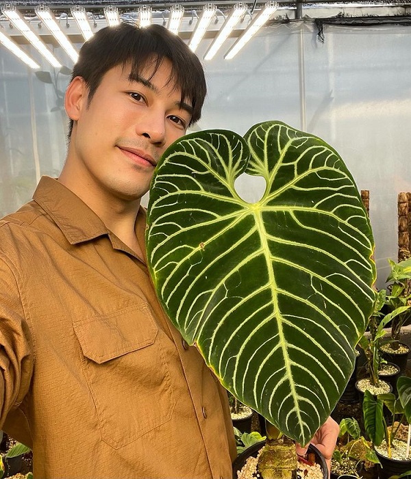 เคน ภูภูมิ เปิดประมูลกล้วยด่าง ไม่กี่ชั่วโมงได้ราคาเกินแสน (มีคลิป) เคน ภูภูมิ เปิดประมูลกล้วยด่าง ไม่กี่ชั่วโมงได้ราคาเกินแสน (มีคลิป)