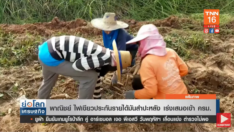 ข่าวดี! พาณิชย์ไฟเขียว ประกันรายได้มันสำปะหลัง เร่งเสนอเข้าครม. ข่าวดี! พาณิชย์ไฟเขียว ประกันรายได้มันสำปะหลัง เร่งเสนอเข้าครม.