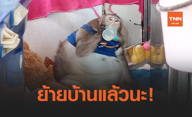 ส่งลิงแสม "ก๊อตซิล่า" ให้กรมอุทยานฯดูแล หลังอ้วนน้ำหนักเกิน