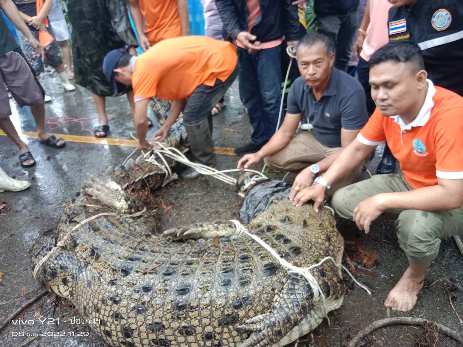 นาทีระทึก! จับ จระเข้น้ำเค็ม ยาวกว่า 4 เมตร แหวกว่ายในคูน้ำริมถนน