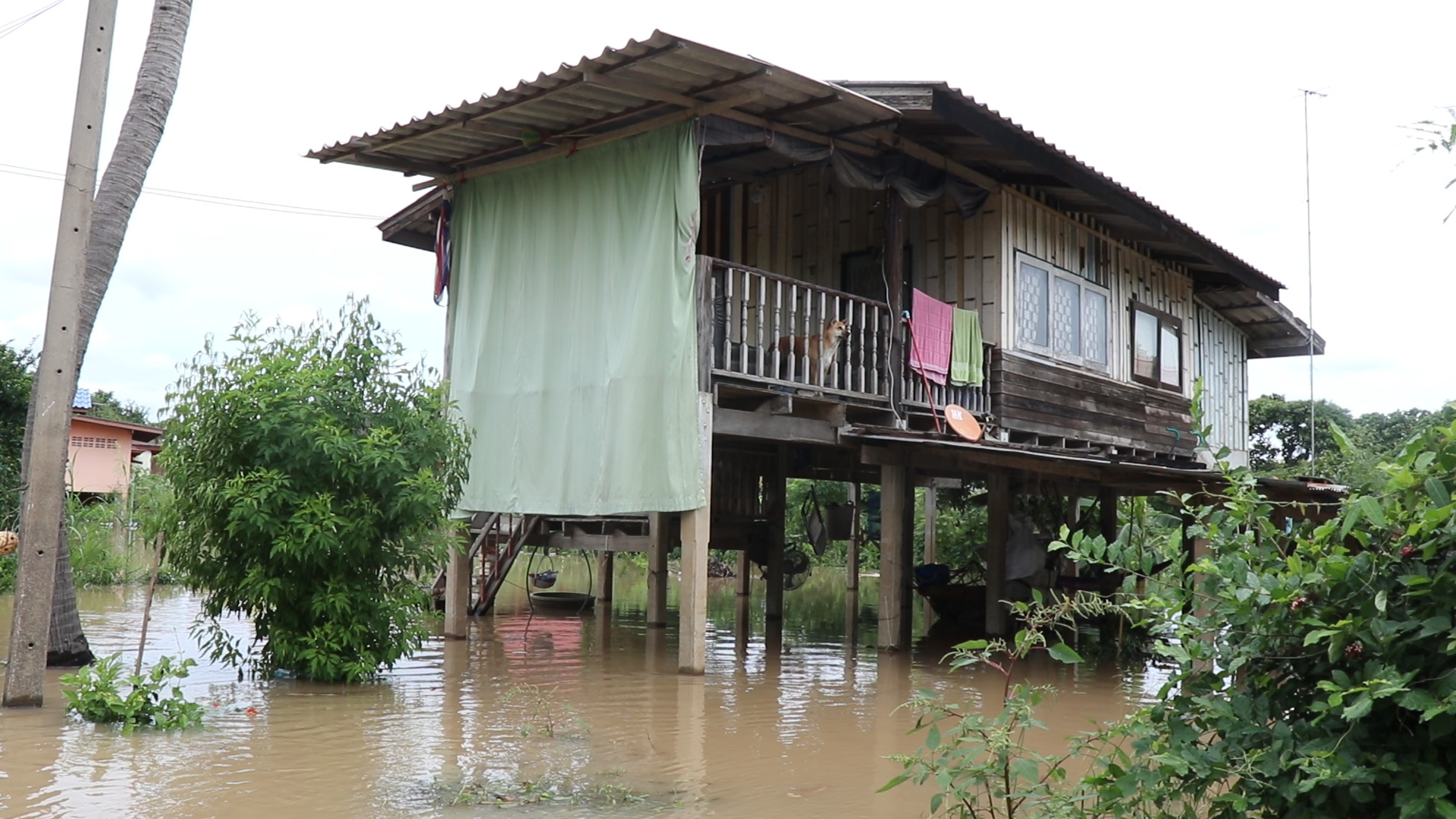 สถานการณ์น้ำท่วม อยุธยา 2 ฝั่งคลองบางบาล ยังท่วมสูง สถานการณ์น้ำท่วม อยุธยา 2 ฝั่งคลองบางบาล ยังท่วมสูง