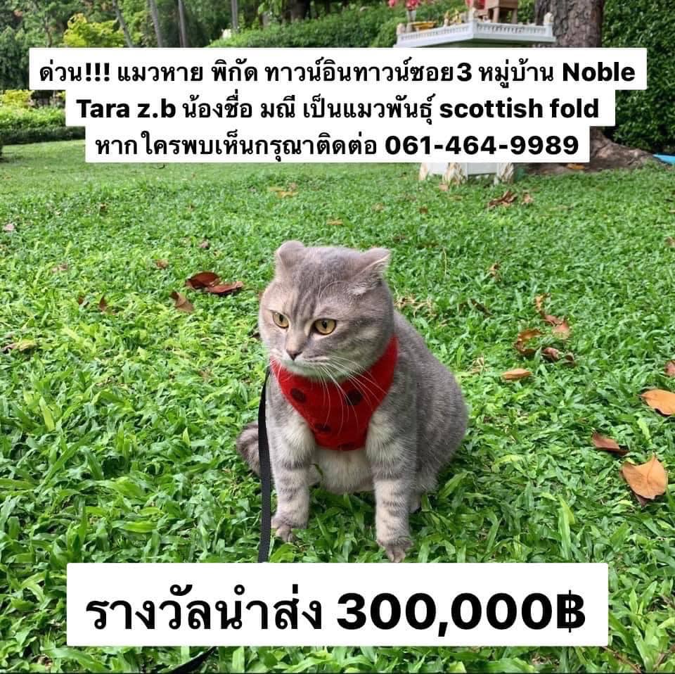 ประกาศตามหาแมว มณี หายออกจากบ้าน ใครเจอน้องส่งคืนให้ 3 แสนบาท ประกาศตามหาแมว มณี หายออกจากบ้าน ใครเจอน้องส่งคืนให้ 3 แสนบาท