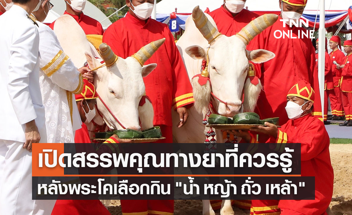 วันพืชมงคล 2565 พระโคเลือกกิน "น้ำ หญ้า ถั่ว เหล้า" เปิดสรรพคุณทางยาที่ควรรู้