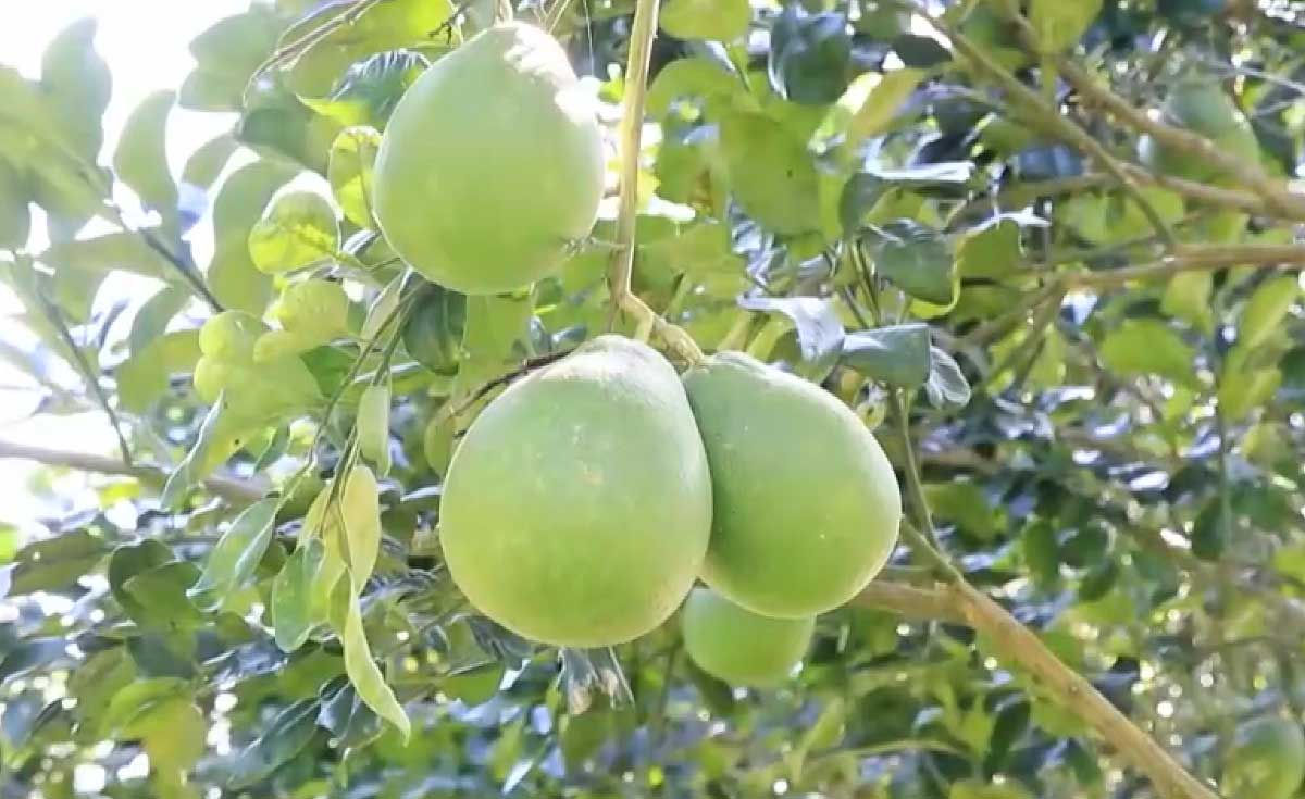 อัญมณีรสเลิศ ส้มโอทับทิมสยาม ขึ้นโต๊ะผู้นำเอเปค อัญมณีรสเลิศ ส้มโอทับทิมสยาม ขึ้นโต๊ะผู้นำเอเปค