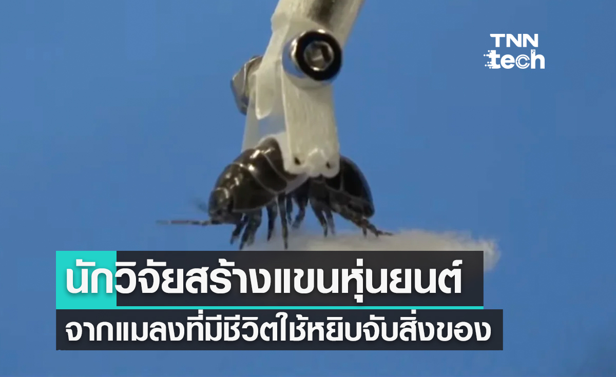 นักวิจัยญี่ปุ่นสร้างแขนหุ่นยนต์จากแมลงที่มีชีวิตใช้หยิบจับสิ่งของ