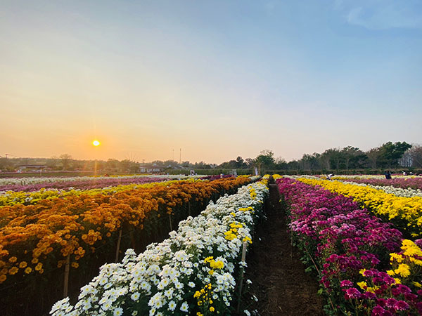 ‘ที่เที่ยววันตรุษจีน’ วังน้ำเขียวจัดงาน ‘เบญจมาศบาน’ สวยที่สุดใน 20 ปี ‘ที่เที่ยววันตรุษจีน’ วังน้ำเขียวจัดงาน ‘เบญจมาศบาน’ สวยที่สุดใน 20 ปี