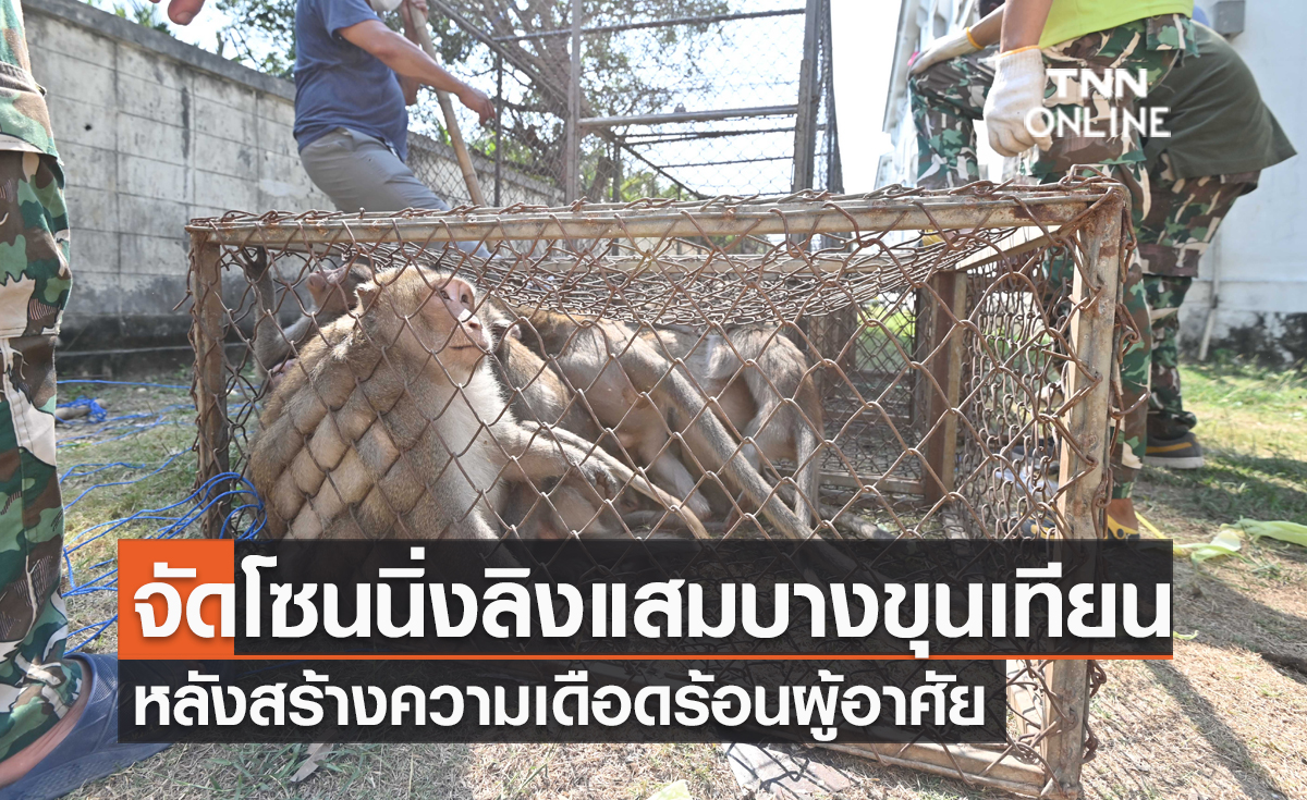 เร่งจัดโซนนิ่งลิงแสม ย่านบางขุนเทียนหลังสร้างความเดือดร้อนผู้อาศัย
