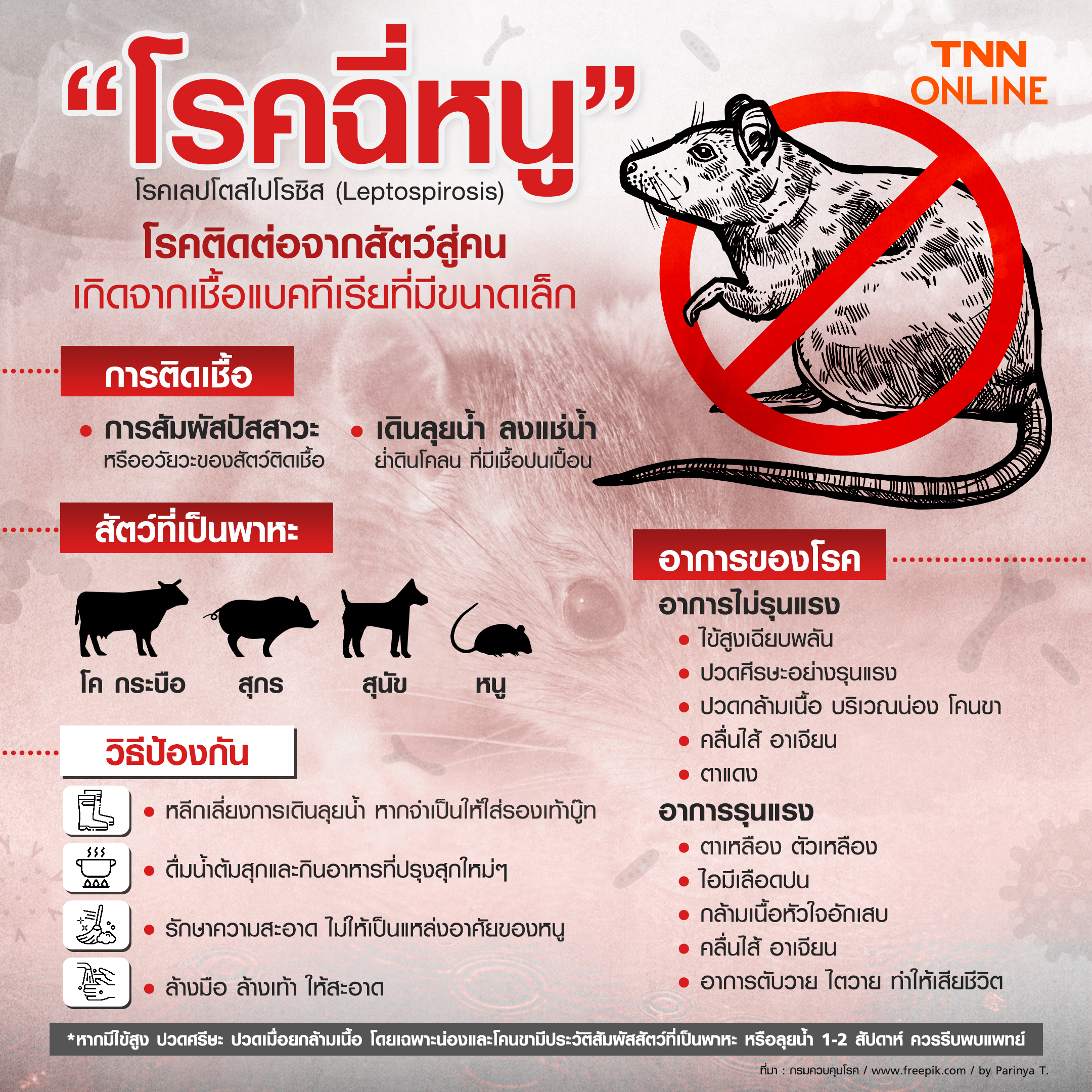 เตือน! ช่วงฝนตกต่อเนื่อง-น้ำท่วมระวังป่วย โรคฉี่หนู เตือน! ช่วงฝนตกต่อเนื่อง-น้ำท่วมระวังป่วย โรคฉี่หนู