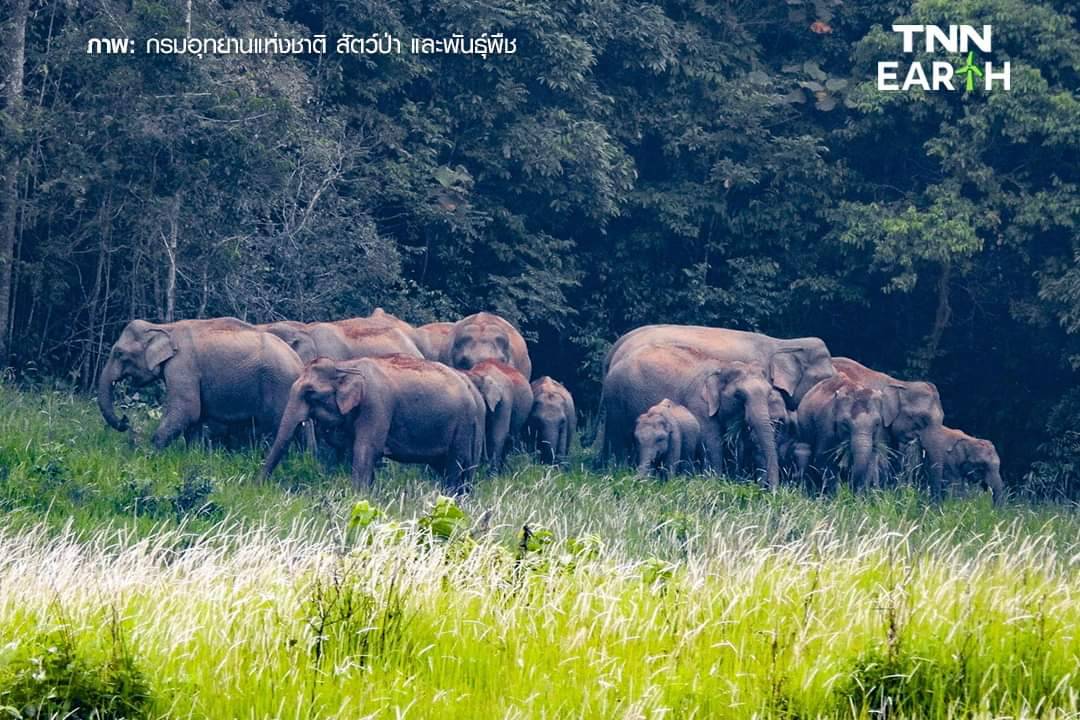 เปิดภาพ “โขลงช้างป่า” เขาใหญ่ รวมตัวหากินตามธรรมชาติ เปิดภาพ “โขลงช้างป่า” เขาใหญ่ รวมตัวหากินตามธรรมชาติ
