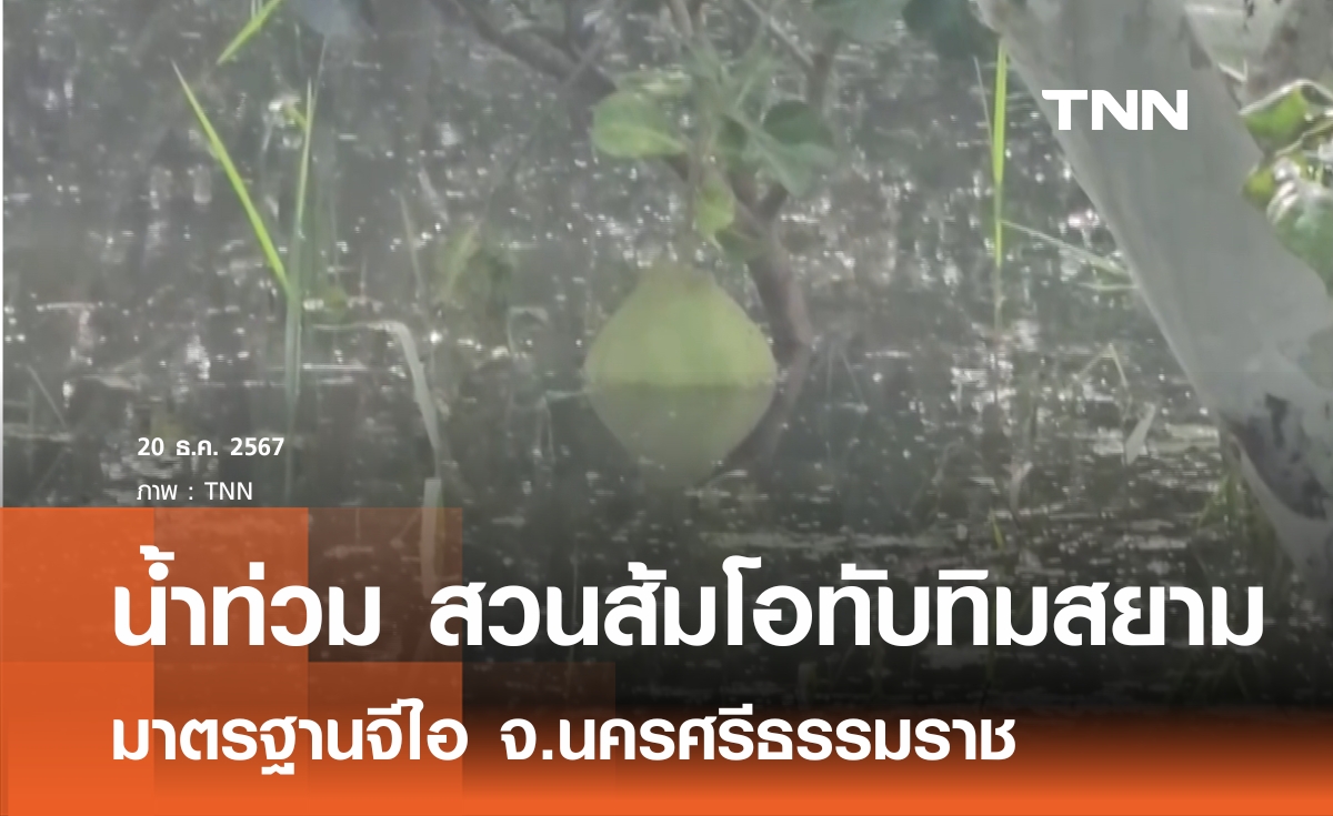 น้ำท่วมกระทบแหล่งผลิตส้มโอจีไอ จ.นครศรีฯ