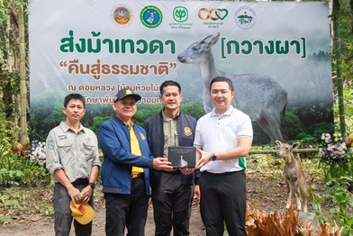 มูลนิธิเจริญโภคภัณฑ์พัฒนาชีวิตชนบท ผนึกกำลังเครือข่ายอนุรักษ์สัตว์ป่า ปล่อย “ม้าเทวดา” (กวางผา) คืนสู่ธรรมชาติ มูลนิธิเจริญโภคภัณฑ์พัฒนาชีวิตชนบท ผนึกกำลังเครือข่ายอนุรักษ์สัตว์ป่า ปล่อย “ม้าเทวดา” (กวางผา) คืนสู่ธรรมชาติ
