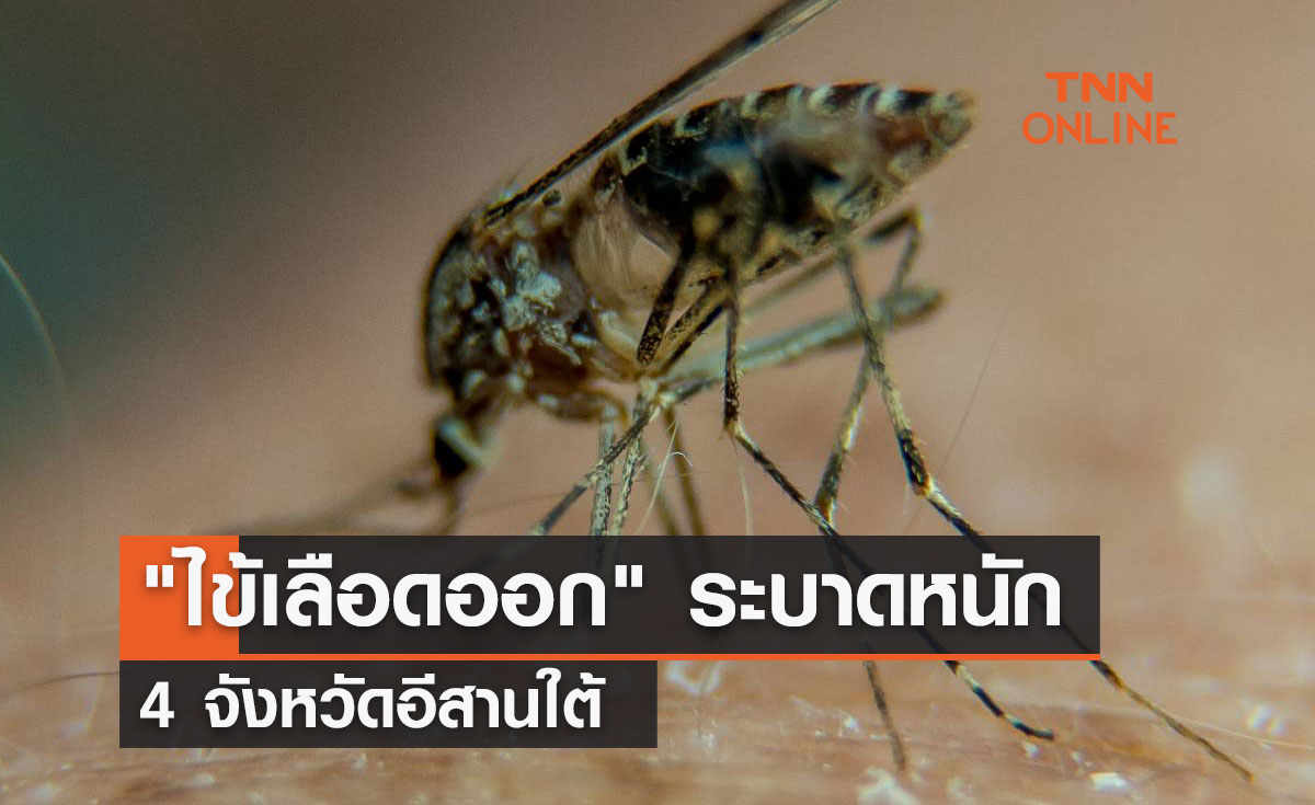 "ไข้เลือดออก" ระบาดหนัก 4 จังหวัดอีสานใต้