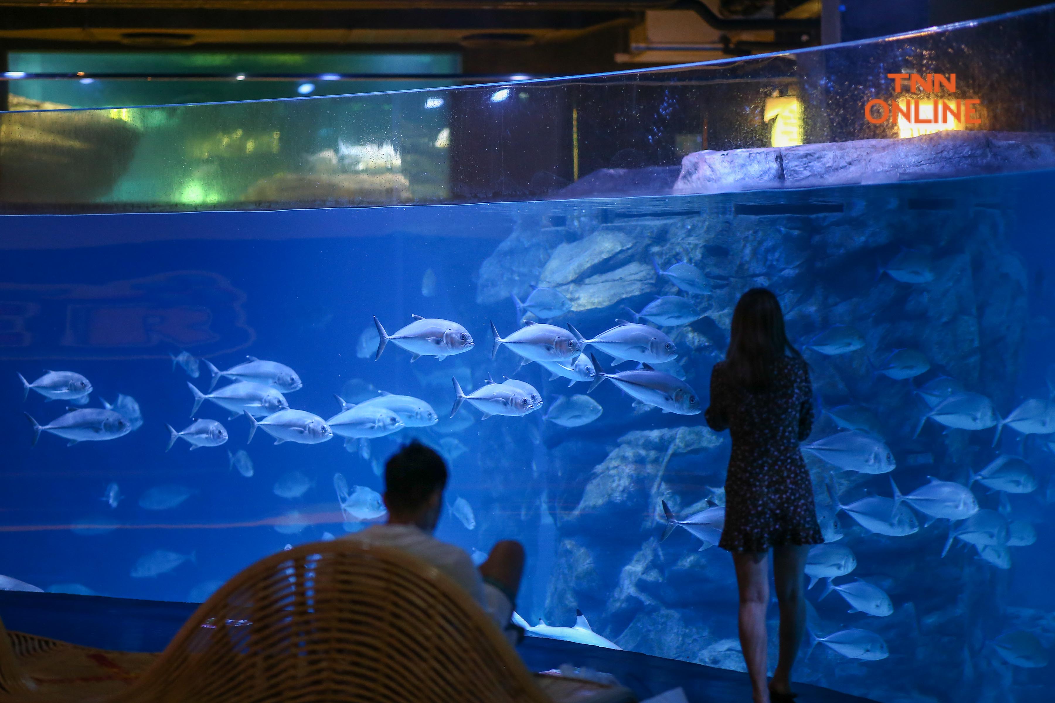 ชวนเที่ยว Aquaria Phuket ร่วมสัมผัสชีวิตฝูงปลานานาพันธ์ุพร้อมดำดิ่งสู่โลกใต้ทะเล
