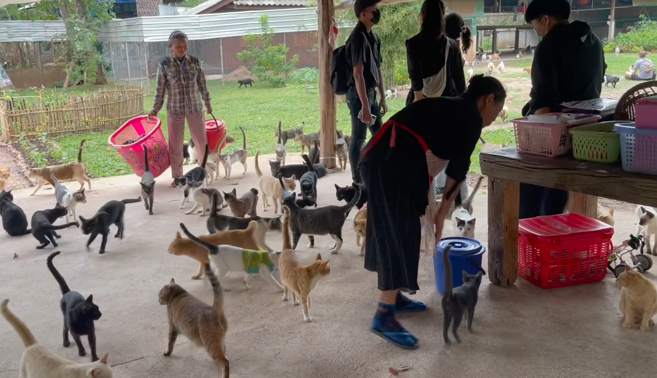 ทาสแมวปักหมุด! เปิดบ้าน ‘แคทคิงดอม’ แมวจร 1,600 ชีวิต เที่ยวชมฟรี ทาสแมวปักหมุด! เปิดบ้าน ‘แคทคิงดอม’ แมวจร 1,600 ชีวิต เที่ยวชมฟรี