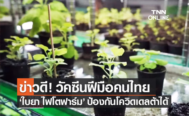 นักวิจัยพบวัคซีน "ใบยา" สามารถสร้างภูมิป้องกันโควิดสายพันธุ์เดลต้าได้