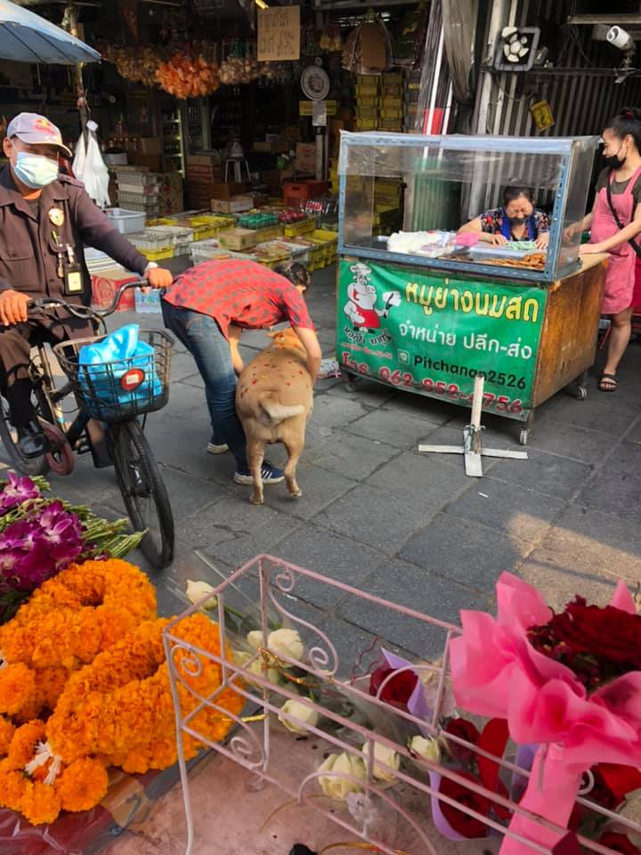วาเลนไทน์นี้พี่ฮอต! โซเชียลแห่แชร์ภาพหมาอ้วนสติกเกอร์แปะเต็มตัว วาเลนไทน์นี้พี่ฮอต! โซเชียลแห่แชร์ภาพหมาอ้วนสติกเกอร์แปะเต็มตัว
