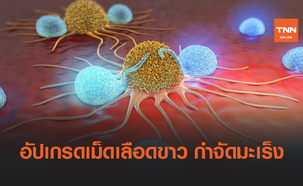 นักวิทย์ "อัปเกรด" เม็ดเลือดขาว เพื่อใช้กำจัดมะเร็ง