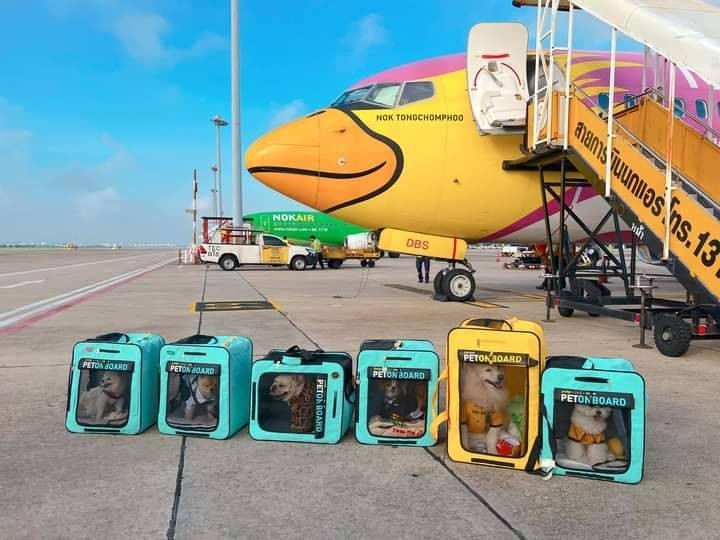 JerHigh x Nok Air เปิดไฟลท์พิเศษ พามะหมาตัวโปรด ลัดฟ้าแอ่วเชียงใหม่