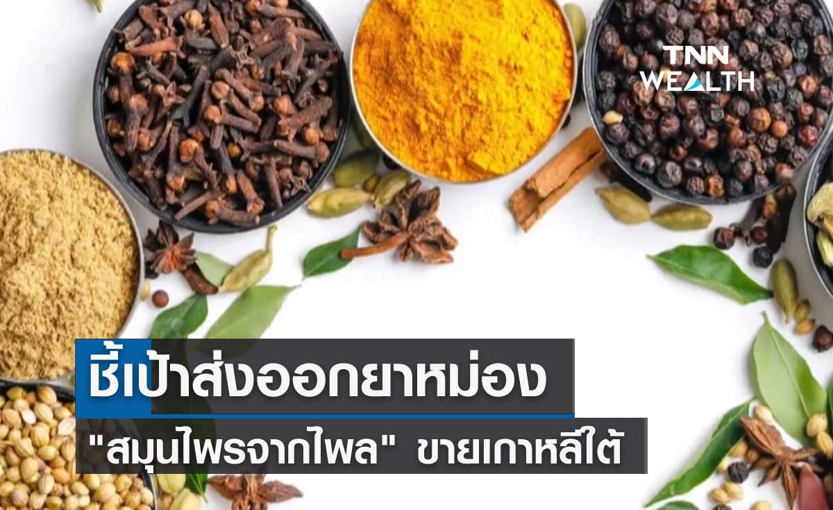 ชี้เป้าส่งออกยาหม่อง "สมุนไพรจากไพล" ขายเกาหลีใต้