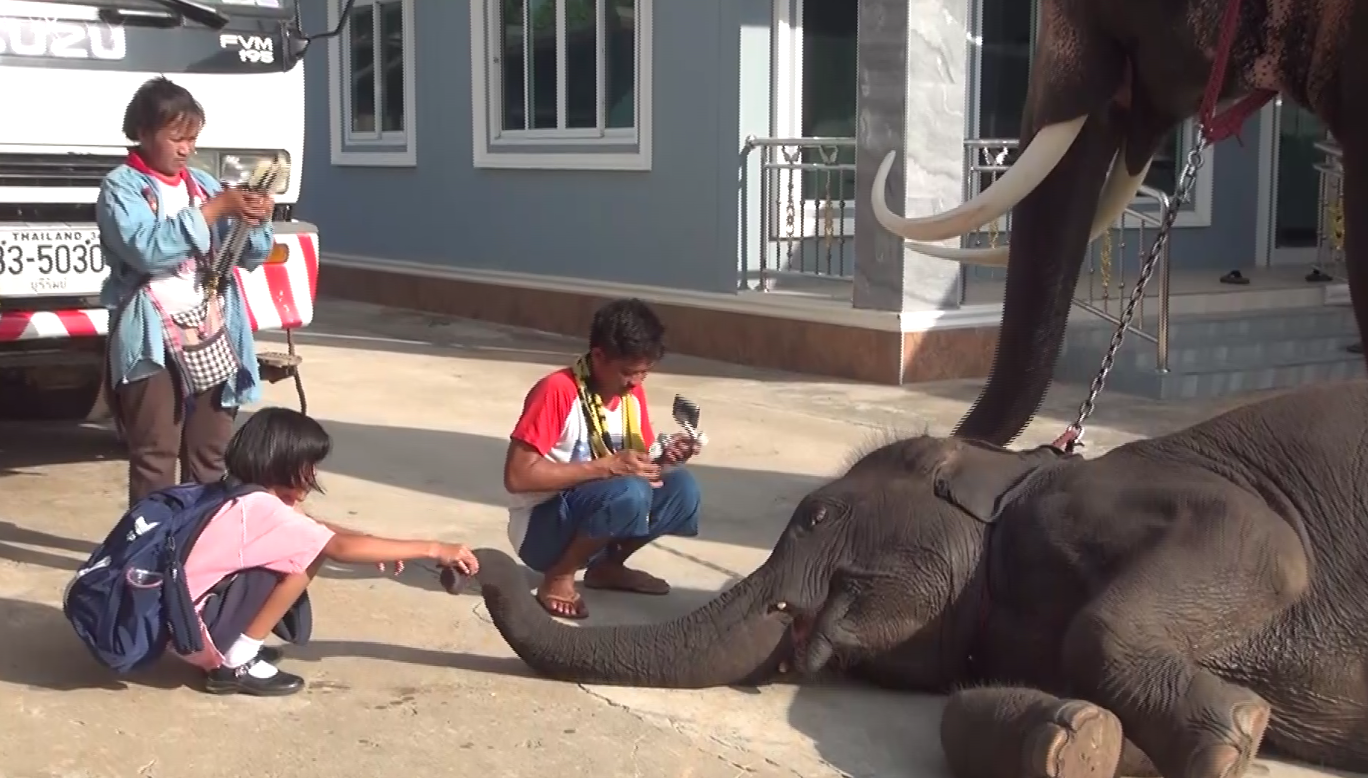 ‘น้องปูเป้’ ขี่ช้างไปเรียนดังไกลต่างแดน สื่อญี่ปุ่นติดต่อขอทำรายการ ‘น้องปูเป้’ ขี่ช้างไปเรียนดังไกลต่างแดน สื่อญี่ปุ่นติดต่อขอทำรายการ