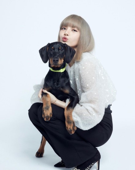 ชวนรู้จักน้องหมาสุดน่ารักของเหล่าซุปตาร์เกาหลี