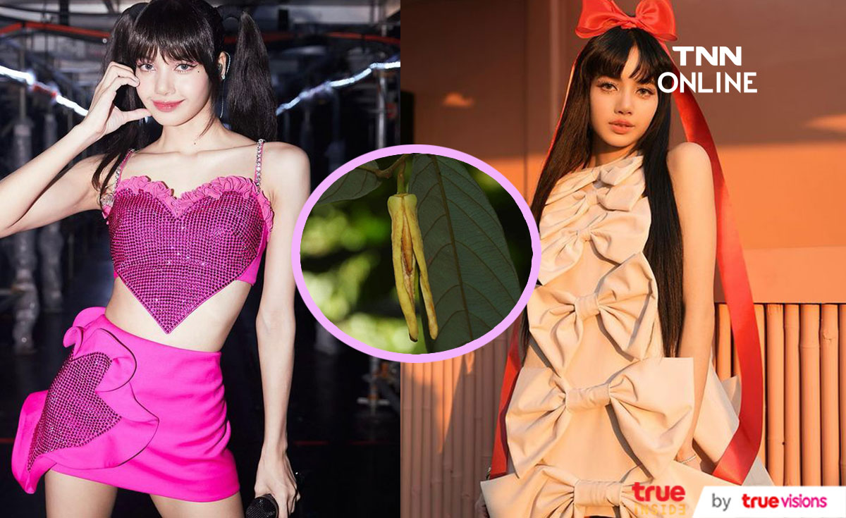 บุหงาลลิษา!! ‘ลิซ่า BLACKPINK’ รันทุกวงการ ล่าสุดขึ้นแท่นชื่อดอกไม้ชนิดใหม่ของโลก บุหงาลลิษา!! ‘ลิซ่า BLACKPINK’ รันทุกวงการ ล่าสุดขึ้นแท่นชื่อดอกไม้ชนิดใหม่ของโลก