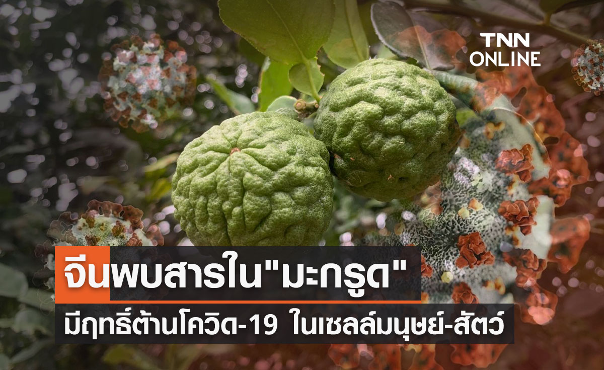 "มะกรูด" ผลศึกษาจีนพบสารมีฤทธิ์ต้านโควิดในเซลล์มนุษย์-สัตว์
