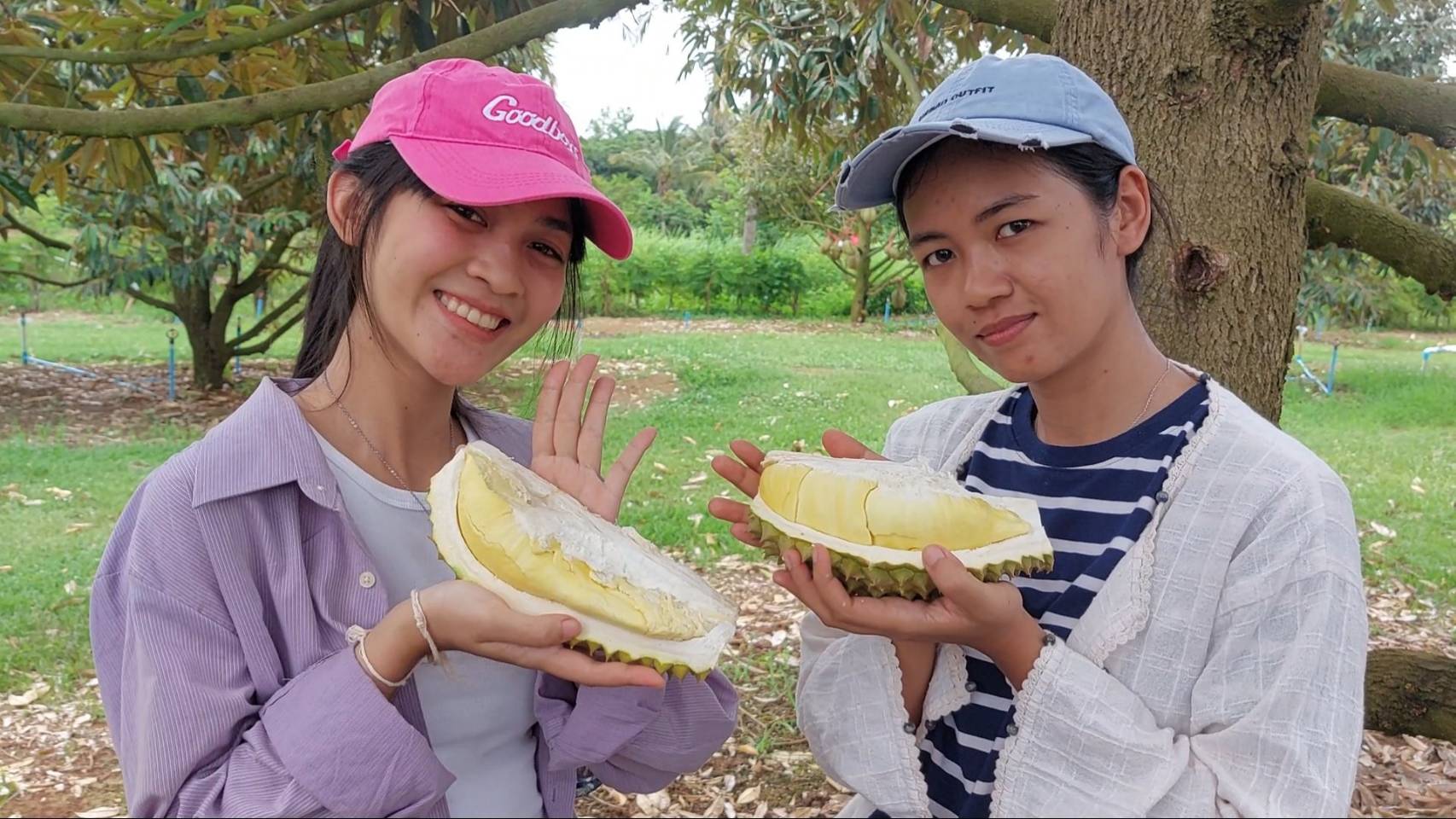 มาแล้ว”ทุเรียนเสิงสาง” ตอบโจทย์ผู้ที่ไม่ชอบกลิ่นทุเรียน มาแล้ว”ทุเรียนเสิงสาง” ตอบโจทย์ผู้ที่ไม่ชอบกลิ่นทุเรียน