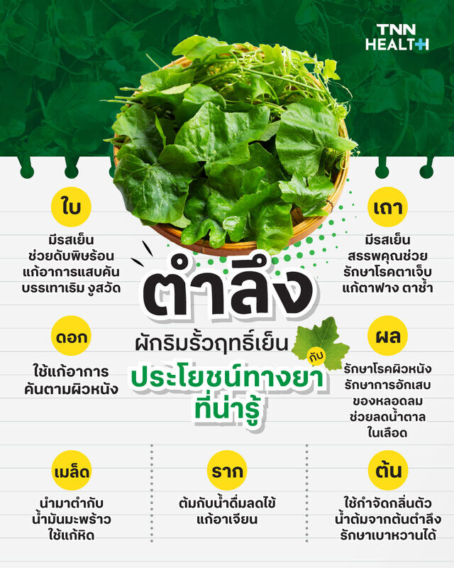 ตำลึง ผักริมรั้วฤทธิ์เย็น กับประโยชน์ทางยาที่น่ารู้ ตำลึง ผักริมรั้วฤทธิ์เย็น กับประโยชน์ทางยาที่น่ารู้