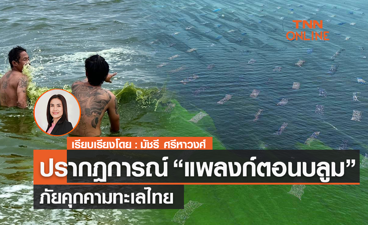 ปรากฎการณ์ “แพลงก์ตอนบลูม”   ภัยคุกคามทะเลไทย        