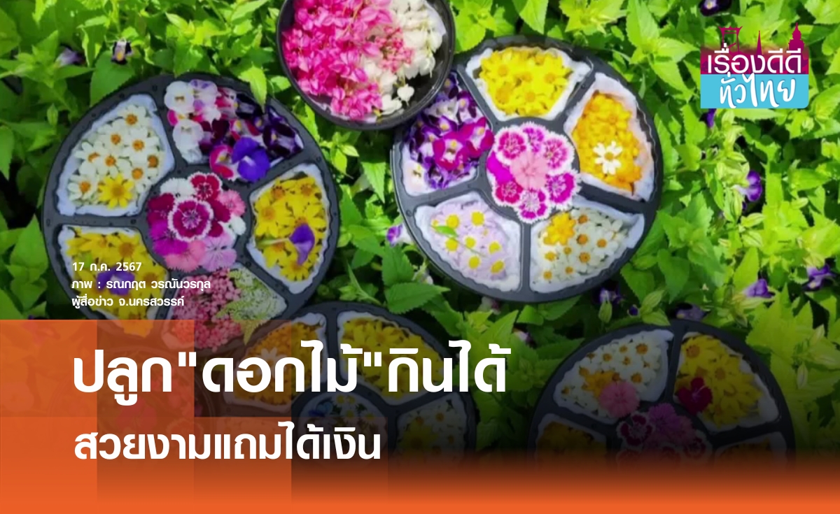 ปลูกดอกไม้กินได้ คลายเครียดแถมได้เงิน | เรื่องดีดีทั่วไทย