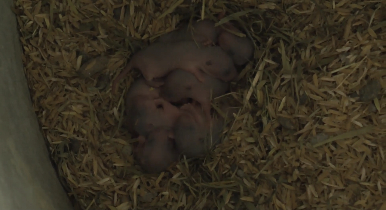 ตกงานไม่ท้อ! หันเลี้ยงหนูนา ส่งขาย สร้างรายได้งาม ตกงานไม่ท้อ! หันเลี้ยงหนูนา ส่งขาย สร้างรายได้งาม